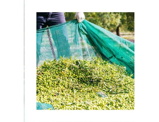 10x Rastrelli Raccolta Olive Pettine 9 Denti Foro per Manico Rastrello...