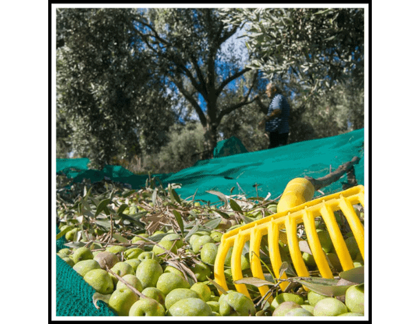 10x Rastrelli Raccolta Olive Pettine 9 Denti Foro per Manico Rastrello...
