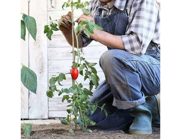 25 Canne di Bamboo per orto 150 cm Bambù tutori sostegno per piante canna 4