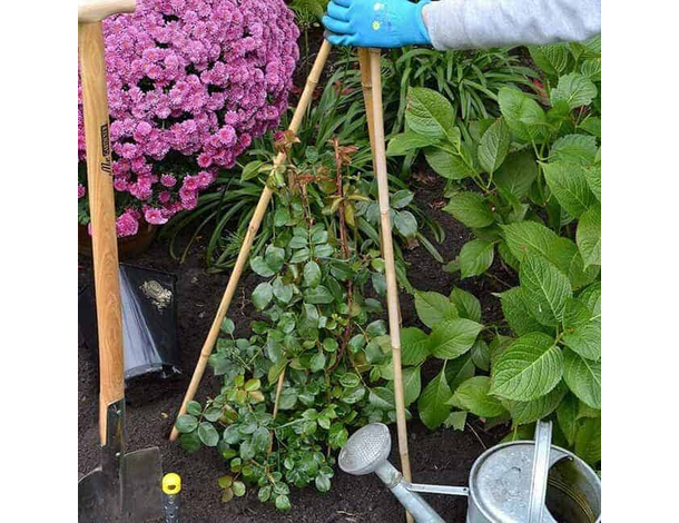 25 Canne di Bamboo per orto 150 cm Bambù tutori sostegno per piante canna 5