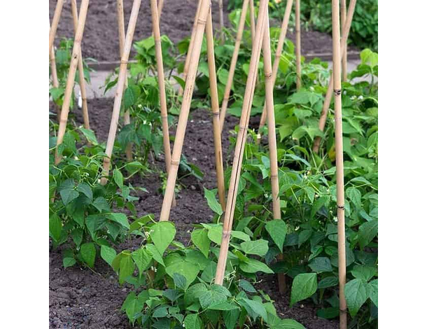 25 Canne di Bamboo per orto 150 cm Bambù tutori sostegno per piante canna 6