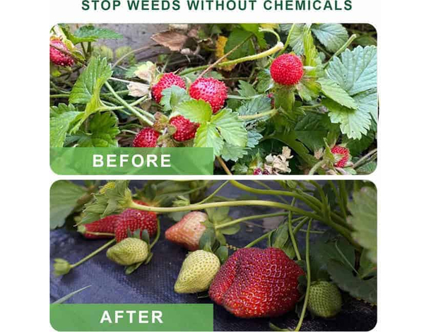 Telo pacciamatura verde antiradice antialga per erbacce orto agritela 1x100...