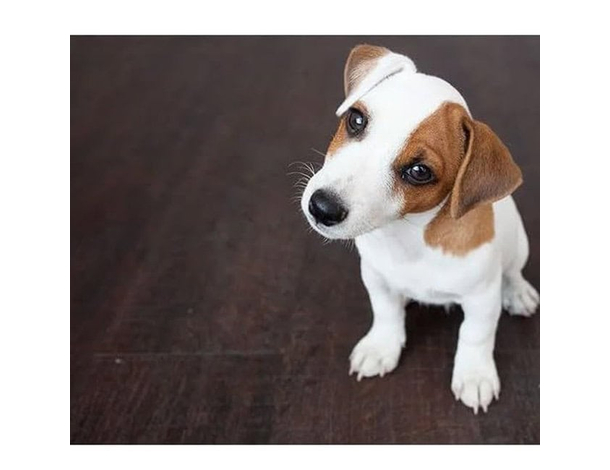 Shampoo Neutro per Cani Vitakraft alla Mandorla: detergente delicato per...